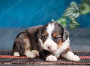 Blue merle female mini bernedoodle near Chicago Illinois