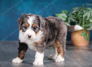 Blue merle female mini bernedoodle near Chicago Illinois