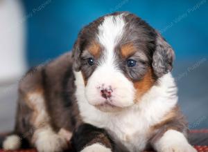 Blue merle female mini bernedoodle near Chicago Illinois