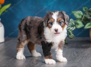 Blue merle female mini bernedoodle near Chicago Illinois