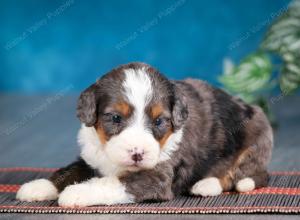 Blue merle female mini bernedoodle near Chicago Illinois