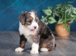 Blue merle female mini bernedoodle near Chicago Illinois