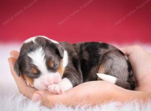 Blue merle female mini bernedoodle near Chicago Illinois