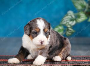 Blue merle female mini bernedoodle near Chicago Illinois