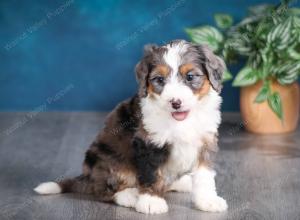 Blue merle female mini bernedoodle near Chicago Illinois