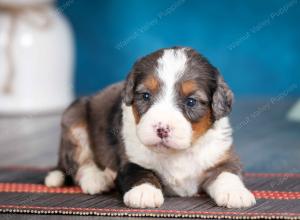 Blue merle female mini bernedoodle near Chicago Illinois