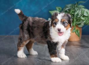 Blue merle female mini bernedoodle near Chicago Illinois