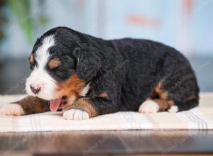 Mini bernedoodle near Chicago Illinois 