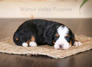 tri-colored mini bernedoodle near Chicago Illinois