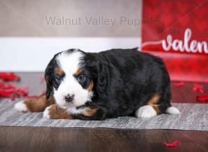 tri-colored mini bernedoodle near Chicago Illinois