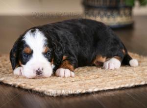 tri-colored mini bernedoodle near Chicago Illinois