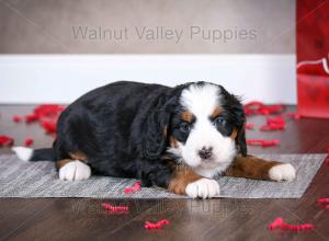 tri-colored mini bernedoodle near Chicago Illinois