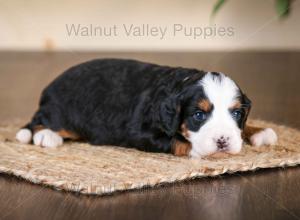 tri-colored mini bernedoodle near Chicago Illinois