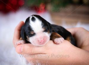 tri-colored mini bernedoodle near Chicago Illinois