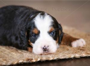 tri-colored mini bernedoodle near Chicago Illinois