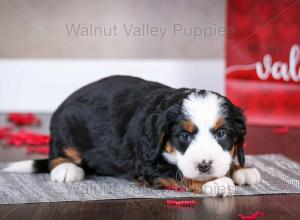 tri-colored mini bernedoodle near Chicago Illinois