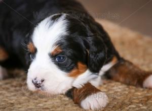 tri-colored mini bernedoodle near Chicago Illinois