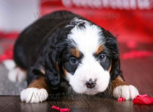 tri-colored mini bernedoodle near Chicago Illinois