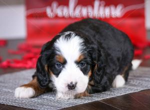 tri-colored mini bernedoodle near Chicago Illinois