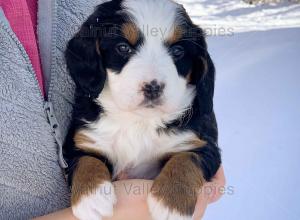 tri-colored mini bernedoodle near Chicago Illinois