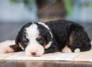 Mini bernedoodle near Chicago Illinois 