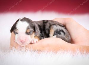 Blue merle female mini bernedoodle near Chicago Illinois