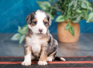 Blue merle female mini bernedoodle near Chicago Illinois