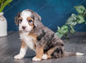 Blue merle female mini bernedoodle near Chicago Illinois