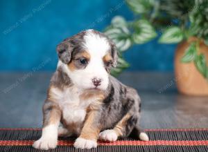 Blue merle female mini bernedoodle near Chicago Illinois