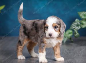 Blue merle female mini bernedoodle near Chicago Illinois