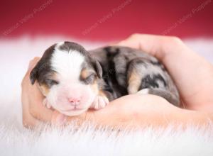 Blue merle female mini bernedoodle near Chicago Illinois