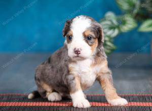 Blue merle female mini bernedoodle near Chicago Illinois