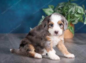 Blue merle female mini bernedoodle near Chicago Illinois