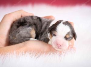 Blue merle female mini bernedoodle near Chicago Illinois