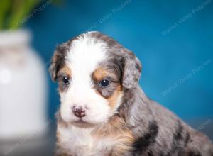 Blue merle female mini bernedoodle near Chicago Illinois