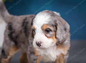 Blue merle female mini bernedoodle near Chicago Illinois