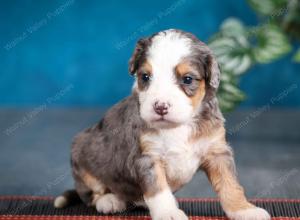 Blue merle female mini bernedoodle near Chicago Illinois