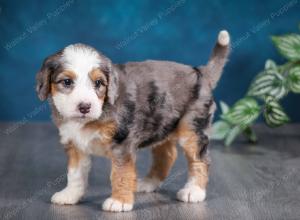 Blue merle female mini bernedoodle near Chicago Illinois