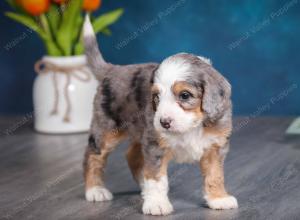 Blue merle female mini bernedoodle near Chicago Illinois