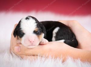 tri-colored female mini bernedoodle near Chicago Illinois