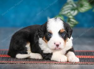 tri-colored female mini bernedoodle near Chicago Illinois