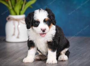 tri-colored female mini bernedoodle near Chicago Illinois