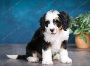 tri-colored female mini bernedoodle near Chicago Illinois