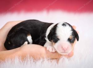 tri-colored female mini bernedoodle near Chicago Illinois