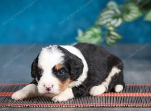 tri-colored female mini bernedoodle near Chicago Illinois