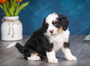 tri-colored female mini bernedoodle near Chicago Illinois