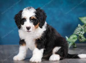 tri-colored female mini bernedoodle near Chicago Illinois