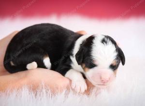 tri-colored female mini bernedoodle near Chicago Illinois