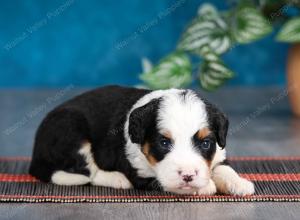 tri-colored female mini bernedoodle near Chicago Illinois