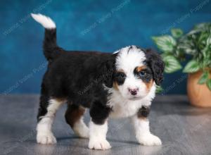 tri-colored female mini bernedoodle near Chicago Illinois